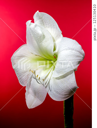 White Amaryllis Flower with Dew Drops on red Background White Amaryllis Flower with Dew Drops on red Background 125130410