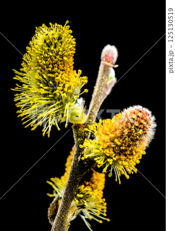 Willow Catkins in Bloom on Branch Against Dark Background 125130519