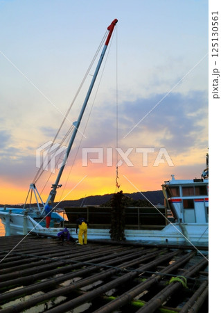 宮島　かきの水揚げ 125130561