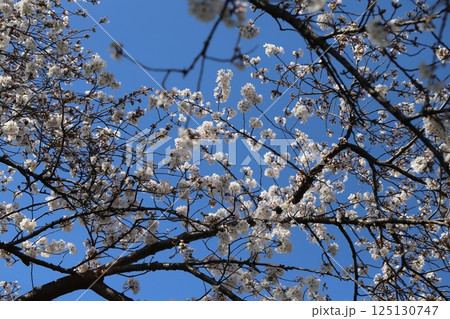 春の公園に咲くピンク色のソメイヨシノの桜 125130747