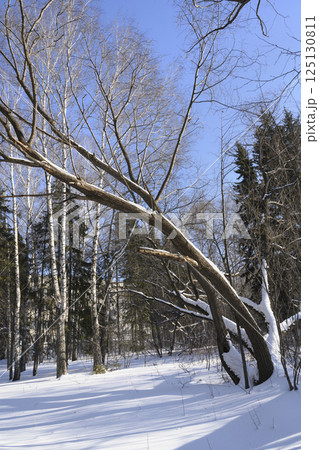 Trees covered with snow in snowdrifts in winter 125130811