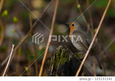 Robin redbreast (Erithacus rubecula) is small brownish Robin redbreast (Erithacus rubecula) is small brownish 125131142