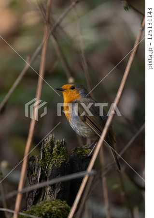 Robin redbreast (Erithacus rubecula) is small brownish 125131143