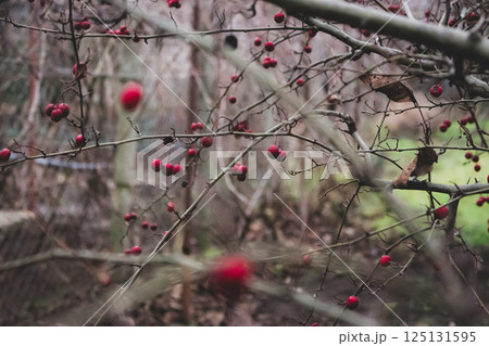 Rose hip on a branch. Winter berries. Autumn red berries in garden. Dog-rose on dry bush. November landscape. Winter nature in details. Vitamin berries. Winter garden. Rose hip on a branch. Winter berries. Autumn red berries in garden. Dog-rose on dry bush. November landscape. Winter nature in details. Vitamin berries. Winter garden. 125131595