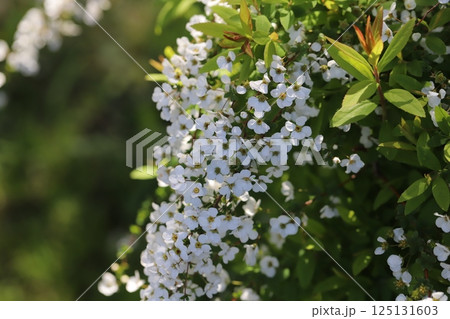 春の庭に咲く白い雪柳の花が咲き乱れる様子 春の庭に咲く白い雪柳の花が咲き乱れる様子 125131603