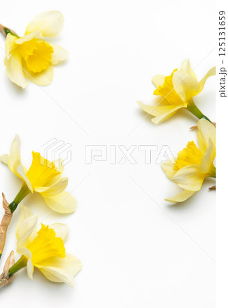 Yellow daffodils forming a border on white background with copy space Yellow daffodils forming a border on white background with copy space 125131659