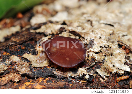 朽木の表面に赤茶色のボタン似の小さなキクラゲ属キノコ(自然光+ストロボマクロ接写) 朽木の表面に赤茶色のボタン似の小さなキクラゲ属キノコ(自然光+ストロボマクロ接写) 125131920