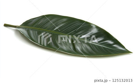 Magnificent Single Heliconia Rostrata Leaf Close Up Photography against White Background 125132013
