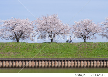 春の青空の下でさくらの花を見に散歩する車いすの二人 春の青空の下でさくらの花を見に散歩する車いすの二人 125132319