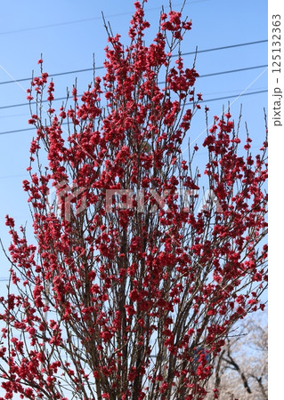 春の公園に咲く赤い桃の花 春の公園に咲く赤い桃の花 125132363