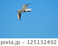 カモメと青空 125132492