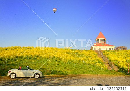 満開の菜の花の中を走る車 満開の菜の花の中を走る車 125132511
