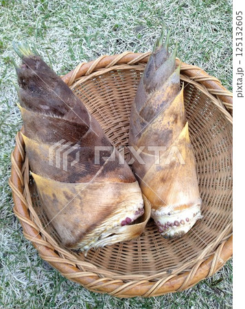新鮮なタケノコ　春の味覚 125132605
