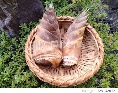 新鮮なタケノコ 春の味覚 新鮮なタケノコ 春の味覚 125132617
