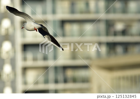 都会の野鳥 125132845