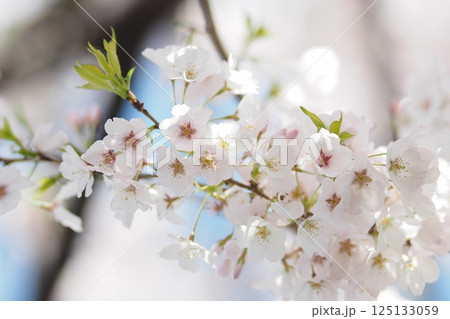 桜の花とつぼみ 桜の花とつぼみ 125133059