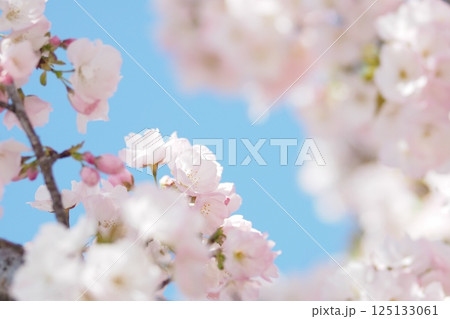 青空に映える桜 青空に映える桜 125133061
