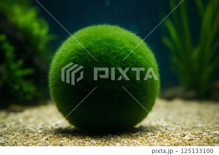 A bright green ball of cladophora (marimo) moss on light colored sandy soil at the bottom of an aquarium surrounded by aquatic plants.  125133100