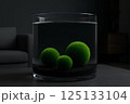 Three green balls of Marimo moss (Cladophora globularis) on black ground in a clear water aquarium with interior background . 125133104