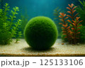 A bright green ball of cladophora (marimo) moss on light colored sandy soil at the bottom of an aquarium surrounded by aquatic plants.  125133106