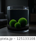 Three green balls of Marimo moss (Cladophora globularis) on black ground in a clear water aquarium with interior background . 125133108