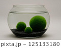 Close-up of three green balls of moss Marimo (Cladophora globularis) on black ground in a transparent aquarium with water on a gray background with a place for text. 125133180