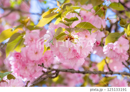 青空を背景に咲く満開の八重桜 青空を背景に咲く満開の八重桜 125133191