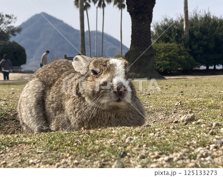 遠くを見つめるウサギ 125133273