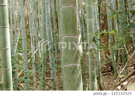 竹林の太い竹 竹林の太い竹 125133325