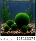 Bright green balls of cladophora (marimo) moss on light colored sandy soil at the bottom of the aquarium surrounded by aquatic plants.  125133375