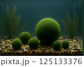 Bright green balls of cladophora (marimo) moss on light colored sandy soil at the bottom of the aquarium surrounded by aquatic plants.  125133376