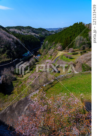 桜の季節の布目ダム　ダムサイト北東側に広がる広場と布目川② 125133439