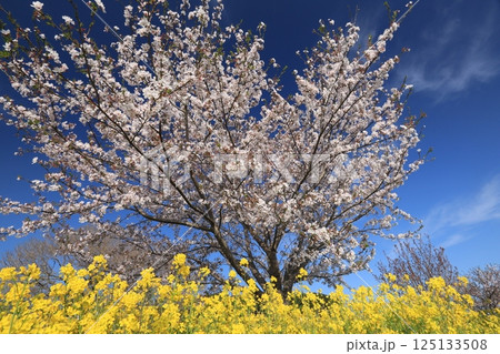 桜と菜の花コラボ 125133508
