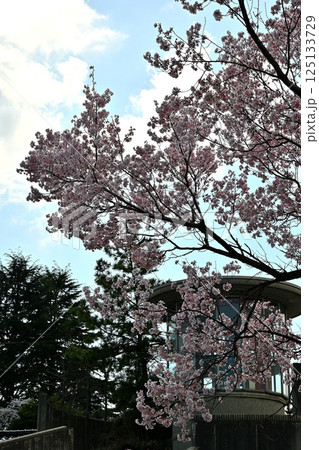 青空に映える満開の桜 125133729