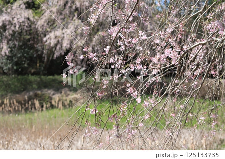 常陸風土記の丘の桜 125133735