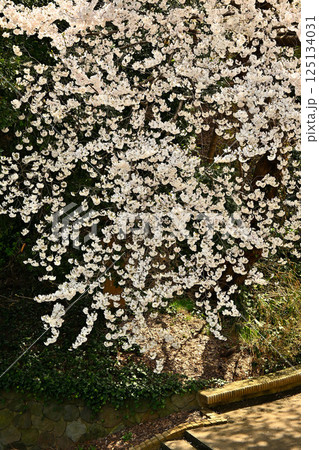 満開の桜 高岡古城公園 満開の桜 高岡古城公園 125134031