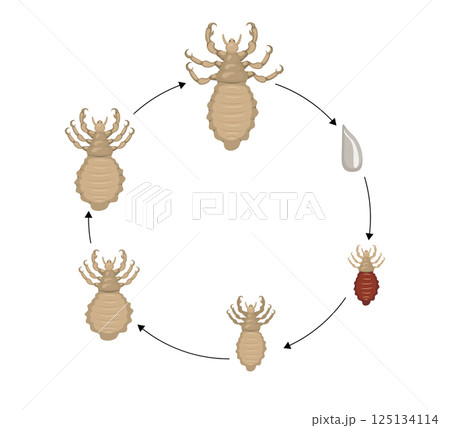 Louse life cycle showing the different stages of development Louse life cycle showing the different stages of development 125134114