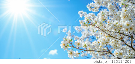 Spring blossom tree with white flowers under sunny sky, bright daylight with blue background, floral nature view, seasonal beauty, blooming cherry branch Spring blossom tree with white flowers under sunny sky, bright daylight with blue background, floral nature view, seasonal beauty, blooming cherry branch 125134205