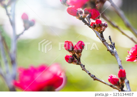 ハナモモの花 125134407