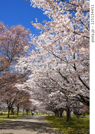 桜満開のラブリバー親水公園うぬき 125134451