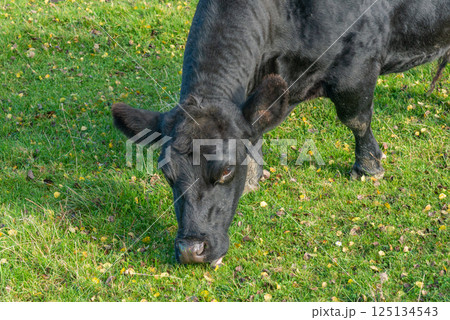 Potrait of black cow on pasture 125134543