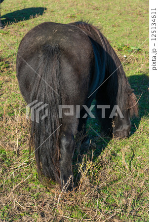 Shetland pony on a pasture 125134611