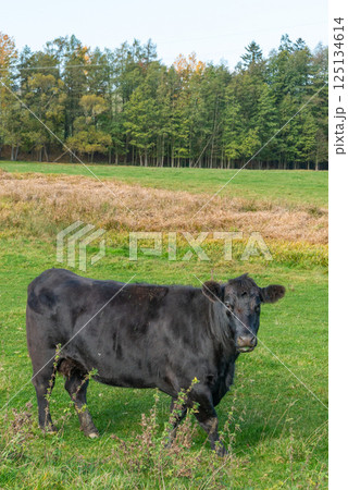 Single black meat cattle grazing on pasture 125134614