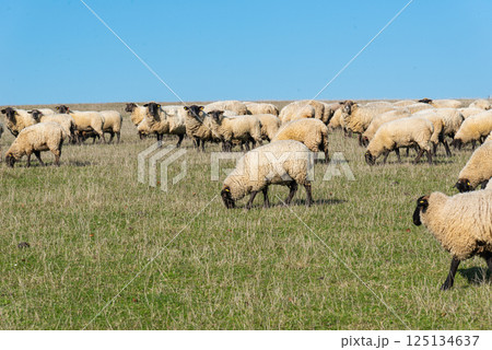 Herd of sheep grazing on pasture Herd of sheep grazing on pasture 125134637