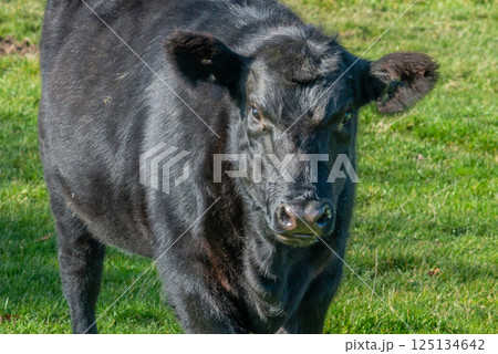 Potrait of black cow on pasture Potrait of black cow on pasture 125134642
