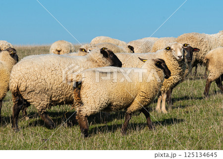 Herd of sheep grazing on pasture Herd of sheep grazing on pasture 125134645