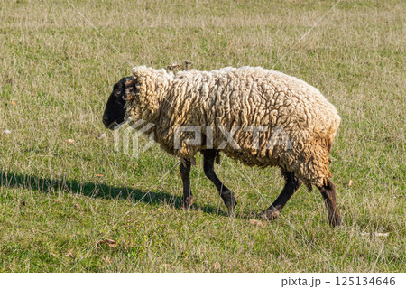 Single sheep standing on pasture Single sheep standing on pasture 125134646