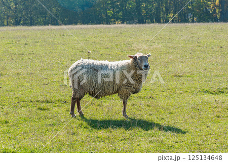 Single sheep standing on pasture Single sheep standing on pasture 125134648
