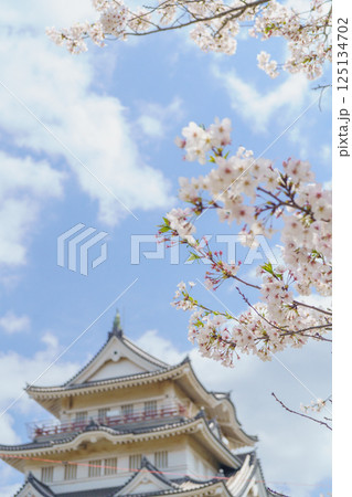 【千葉県千葉市】春の桜と亥鼻公園・亥鼻城跡・千葉市立郷土博物館 125134702