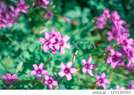 ムラサキカタバミ 125134703